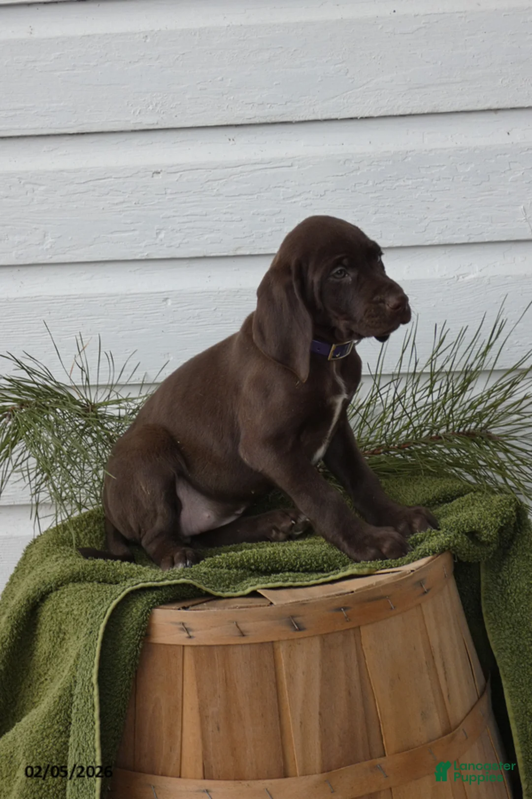 Mixed Breed dogs for sale: MilkyWay - Ad 1