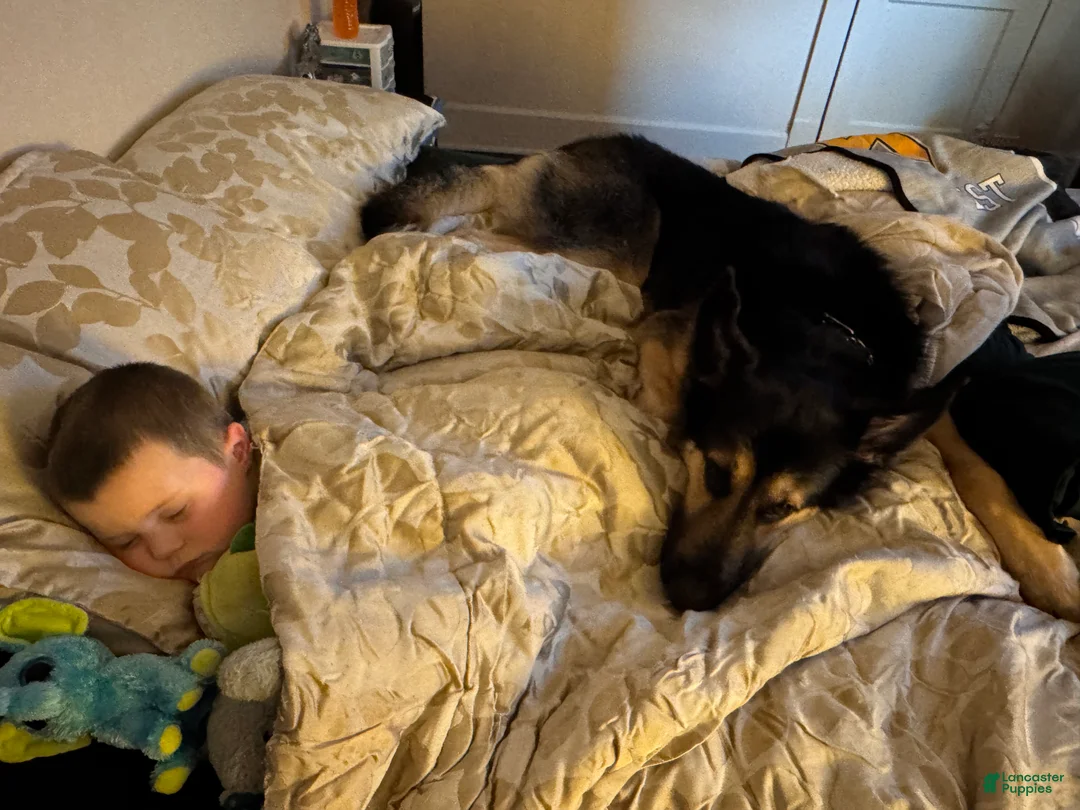 Mixed Breed dogs for sale: Knox - Ad 9