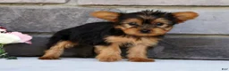 Morkie dogs for sale: Opal - Ad 4