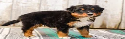 Australian Shepherd dogs for sale: Carson - Ad 6
