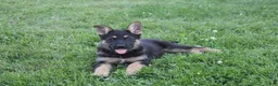 German Shepherd dogs for sale: Max - Ad 2