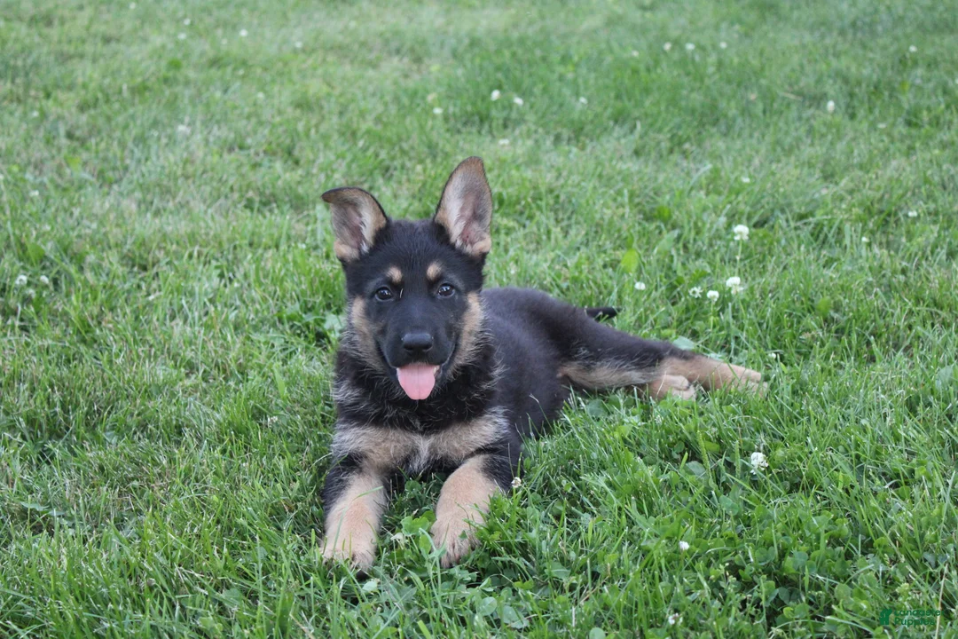 German Shepherd dogs for sale: Max - Ad 2