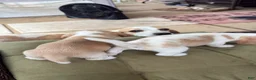 Beagle dogs for sale: Beagle 2 - Ad 13