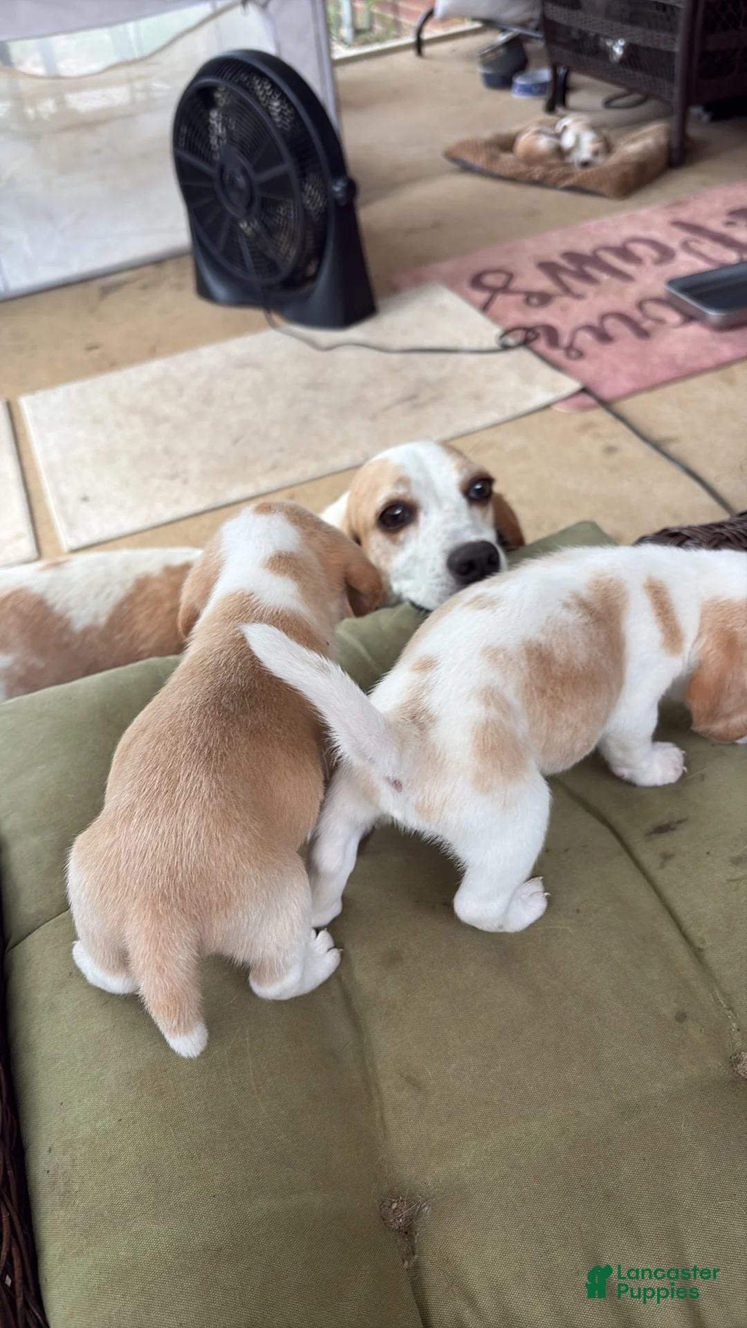 Beagle dogs for sale: Beagle 2 - Ad 13