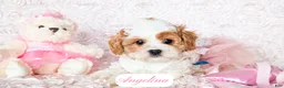 Cavapoo dogs for sale: Angelina - Ad 4