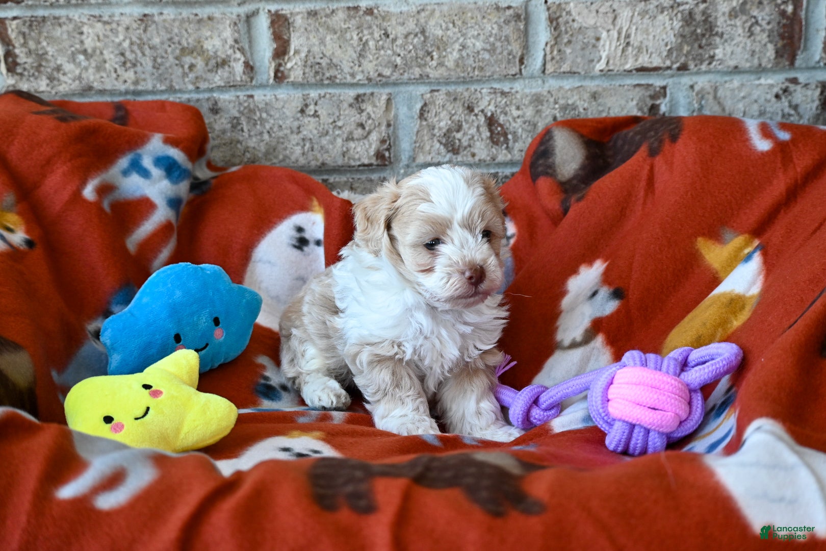 Havapoo dogs Cody - Ad 2
