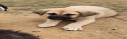 Anatolian Shepherd dogs for sale: AKC Blue M1 ASD puppy - Ad 12