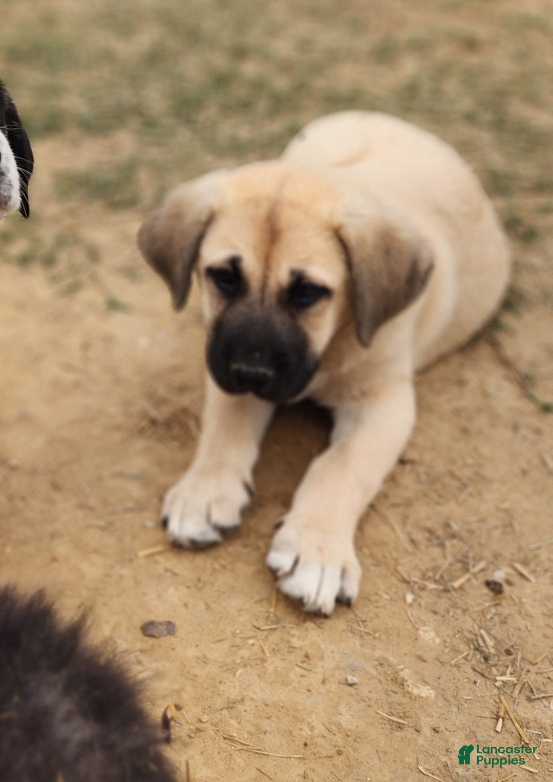 Anatolian Shepherd dogs for sale: AKC Blue M1 ASD puppy - Ad 12