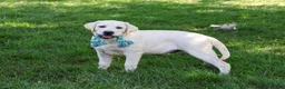Labrador Retriever dogs for sale: Percival - Ad 4