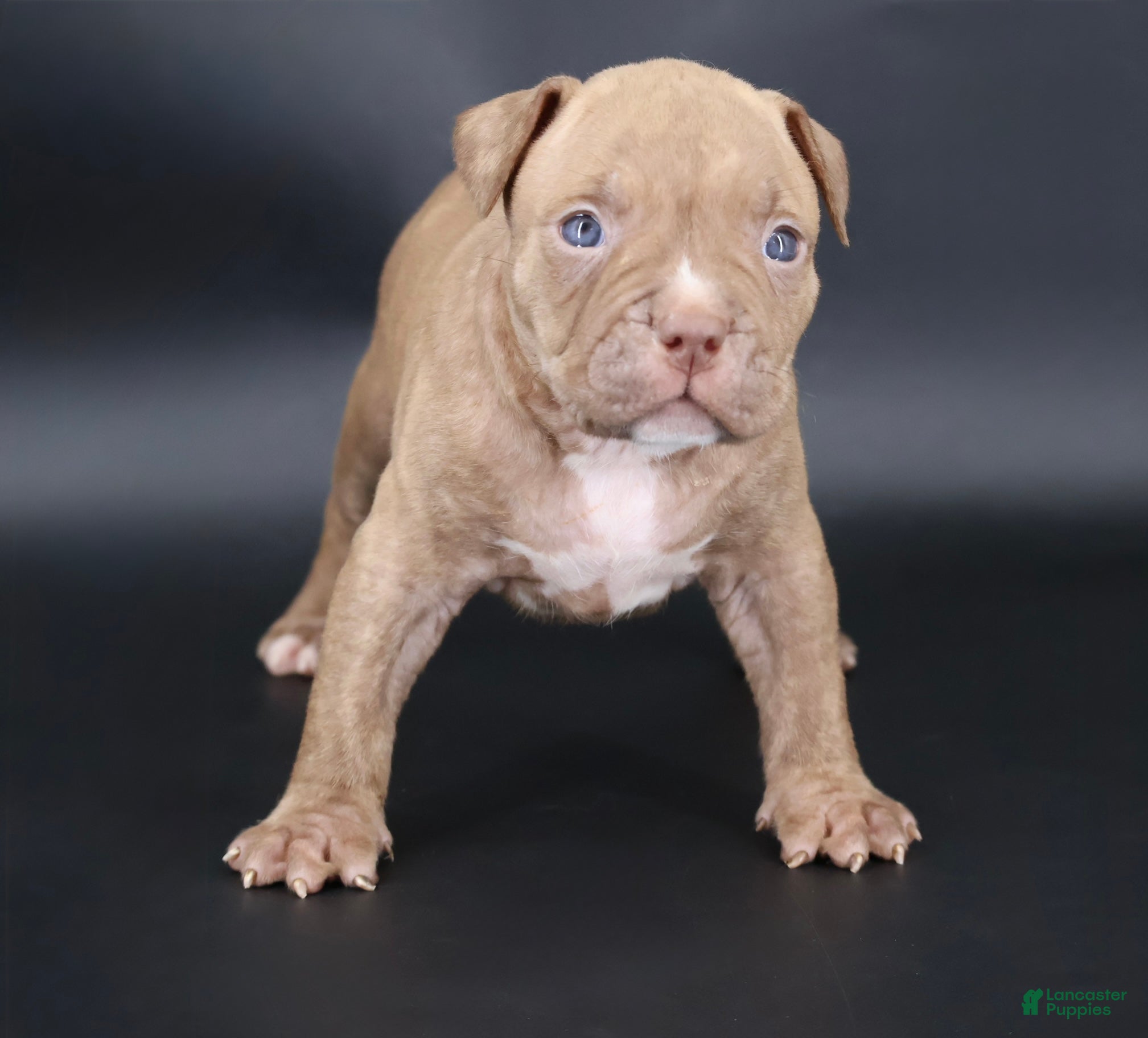 American Bully dogs Ramses - XL - ABKC - Ad 1