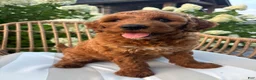 Mini Goldendoodle dogs for sale: Rosie - Ad 4