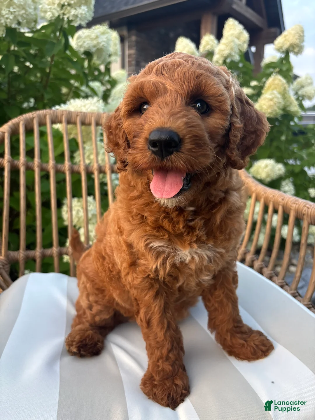 Mini Goldendoodle dogs for sale: Rosie - Ad 4