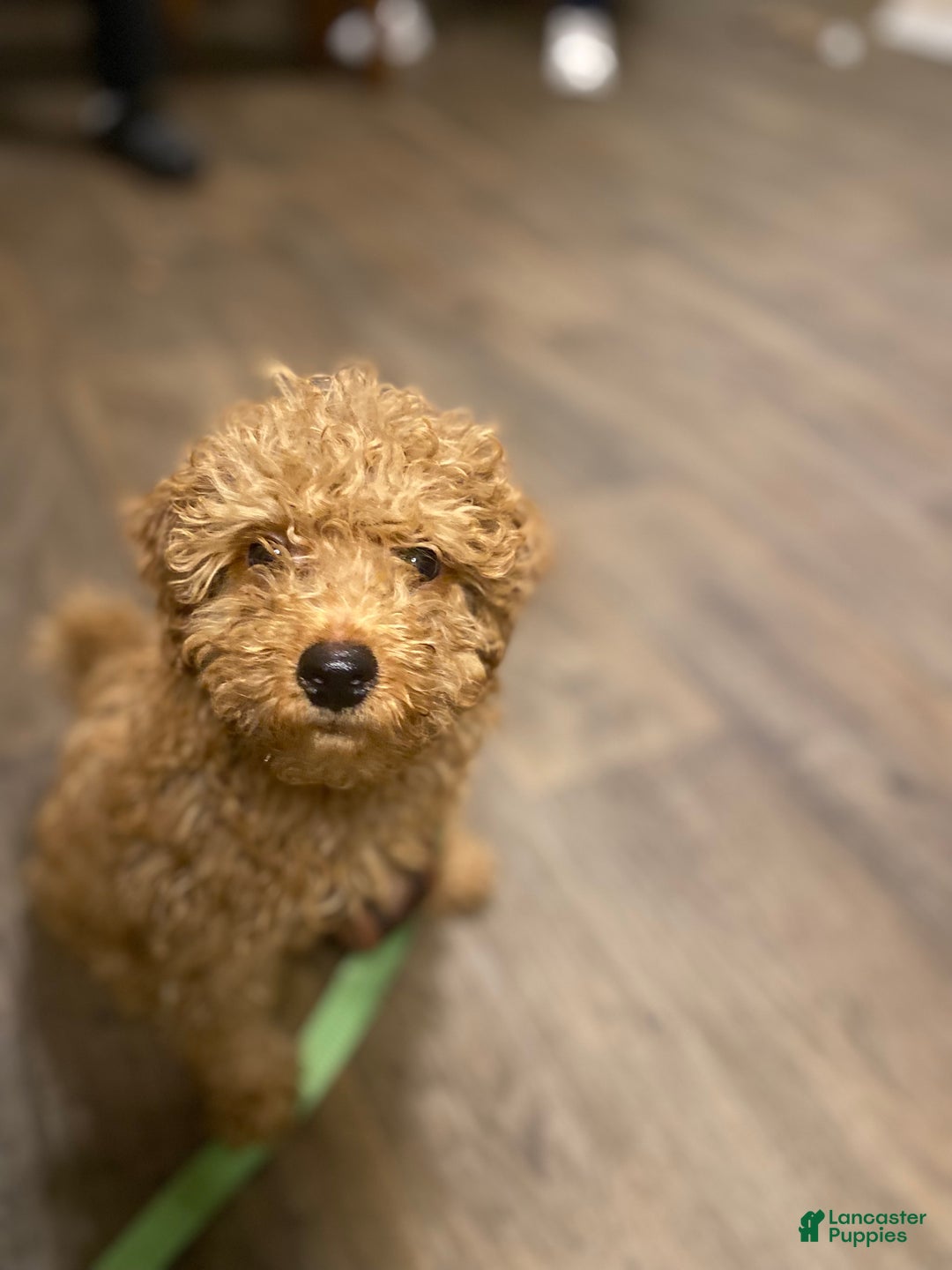 Goldendoodle dogs for sale: Jaxon - Ad 4