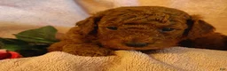 Mini Goldendoodle dogs for sale: Sandy - Ad 3