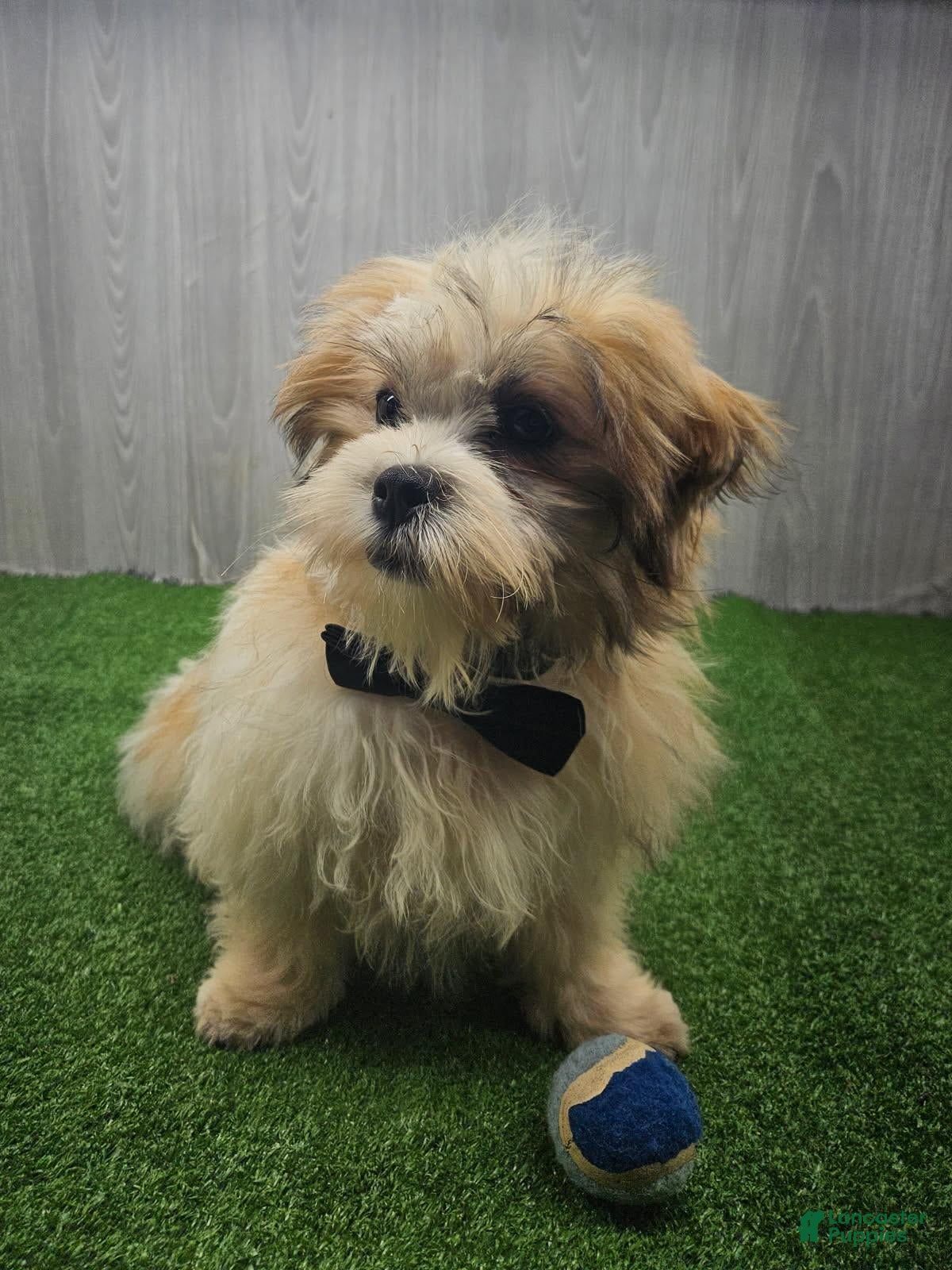 Malshi dogs Bradley - Ad 1
