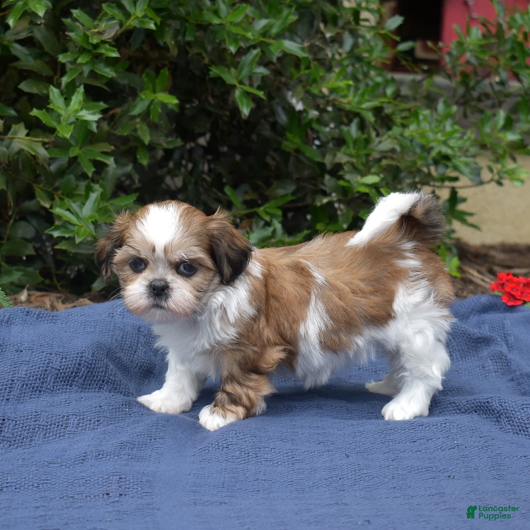 Shih Tzu dogs for sale: Cherry - Ad 1