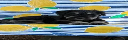Miniature Schnauzer dogs for sale: Kayla Miniature Schnauzer  - Ad 15