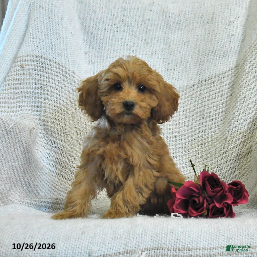 Cockapoo dogs for sale: Melody - Ad 1