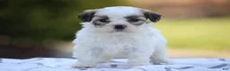 Mixed Breed dogs for sale: Daisy - Ad 3