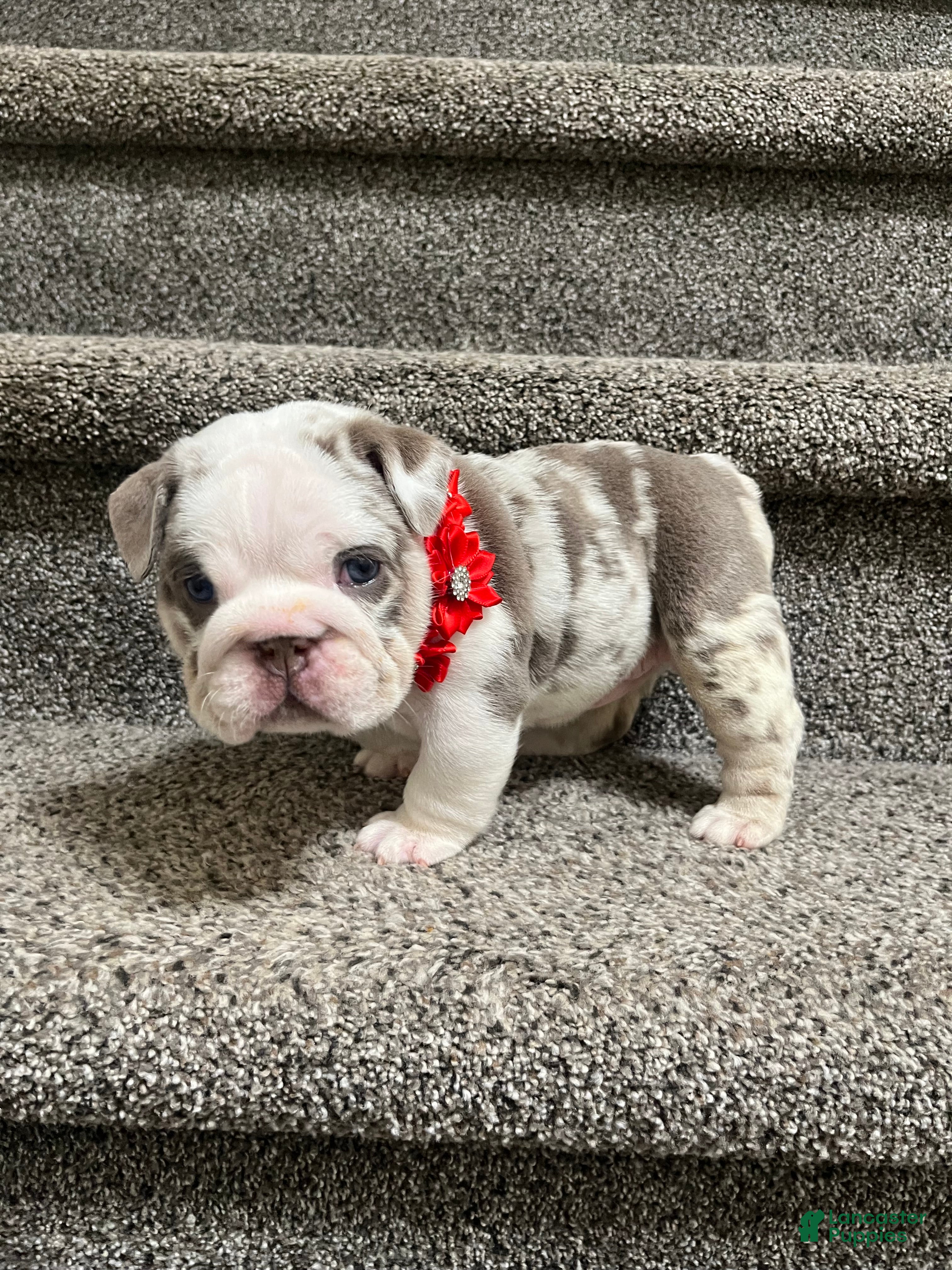 English Bulldog dogs   Faith - Ad 2