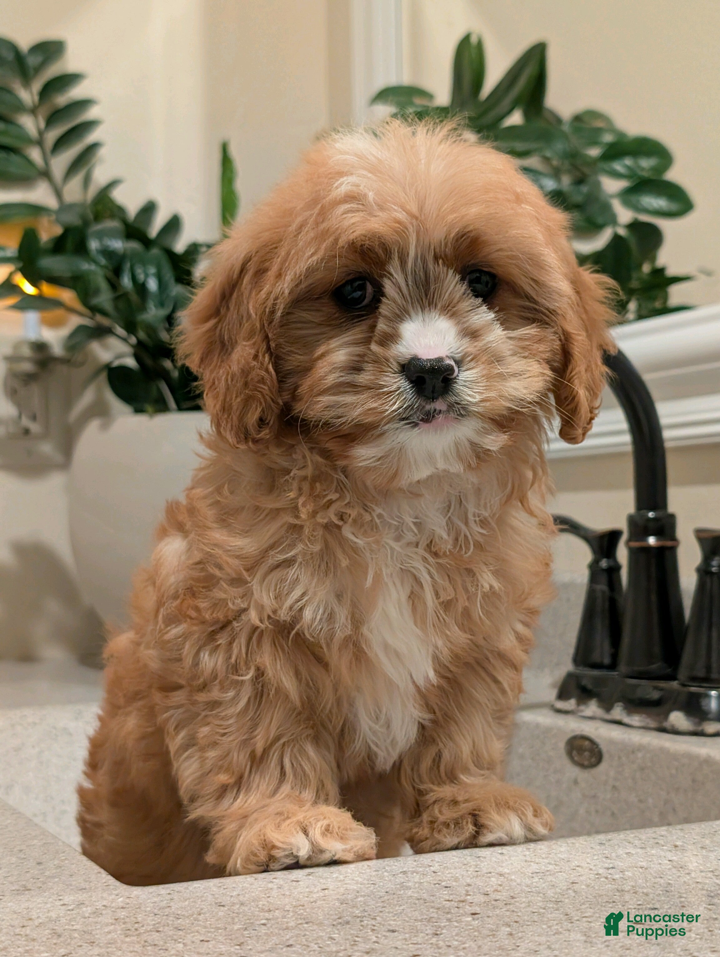 Cavapoo dogs for sale: Barbie  - Ad 2