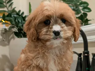 Cavapoo dogs Barbie - Ad 15