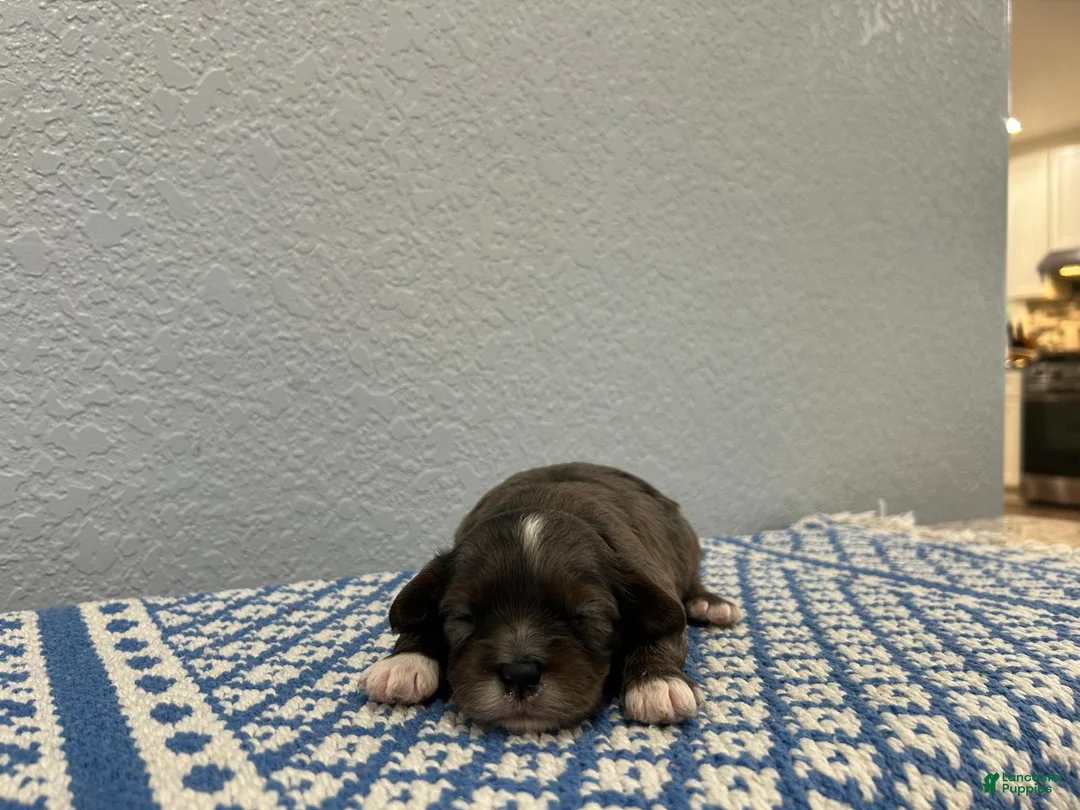 Mini Goldendoodle dogs for sale: Solomon  - Ad 1
