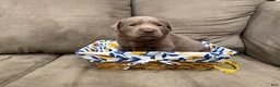Labrador Retriever dogs for sale: Eddy - Ad 1
