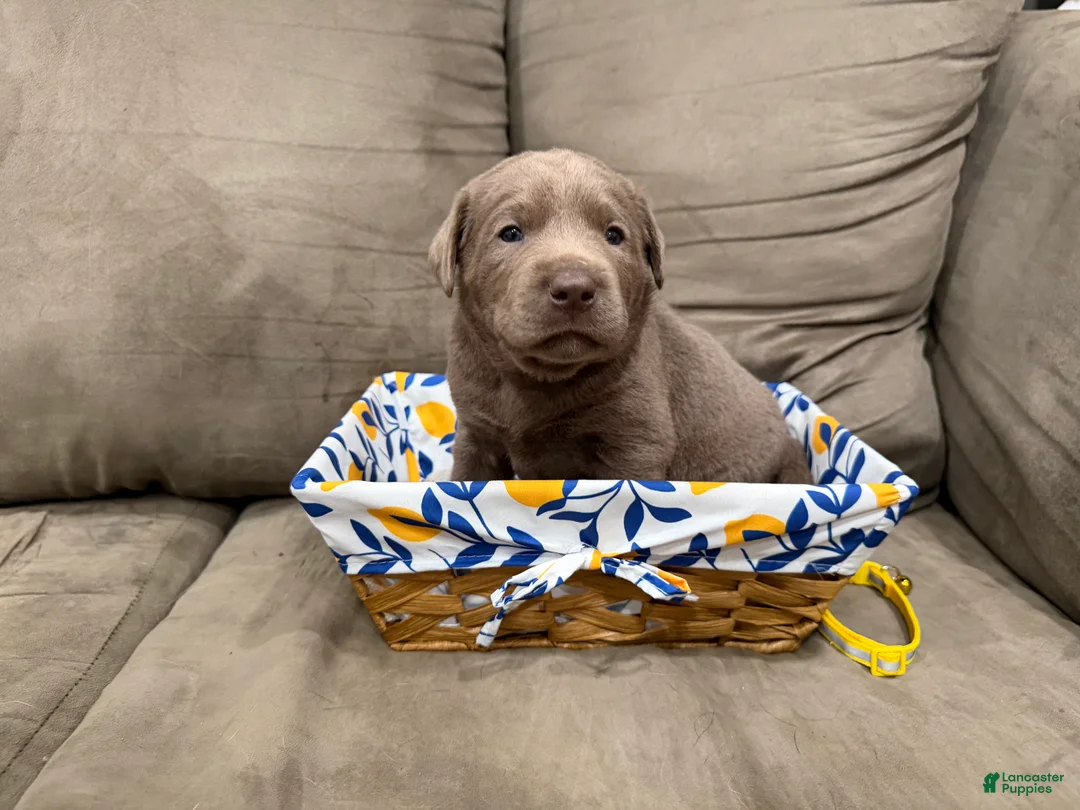 Labrador Retriever dogs for sale: Eddy - Ad 1
