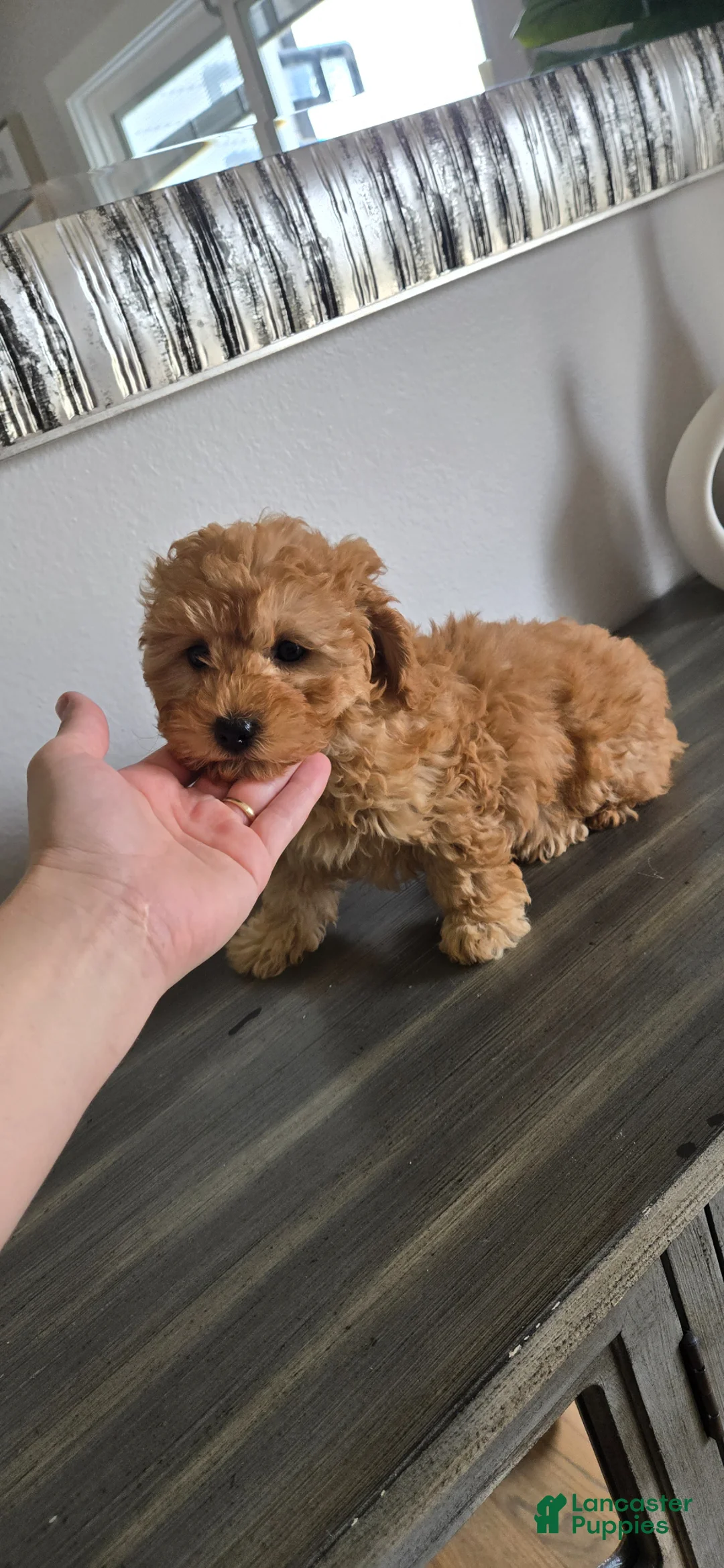 Toy Poodle dogs for sale: Toy Poodle Puppy 1 - Ad 2