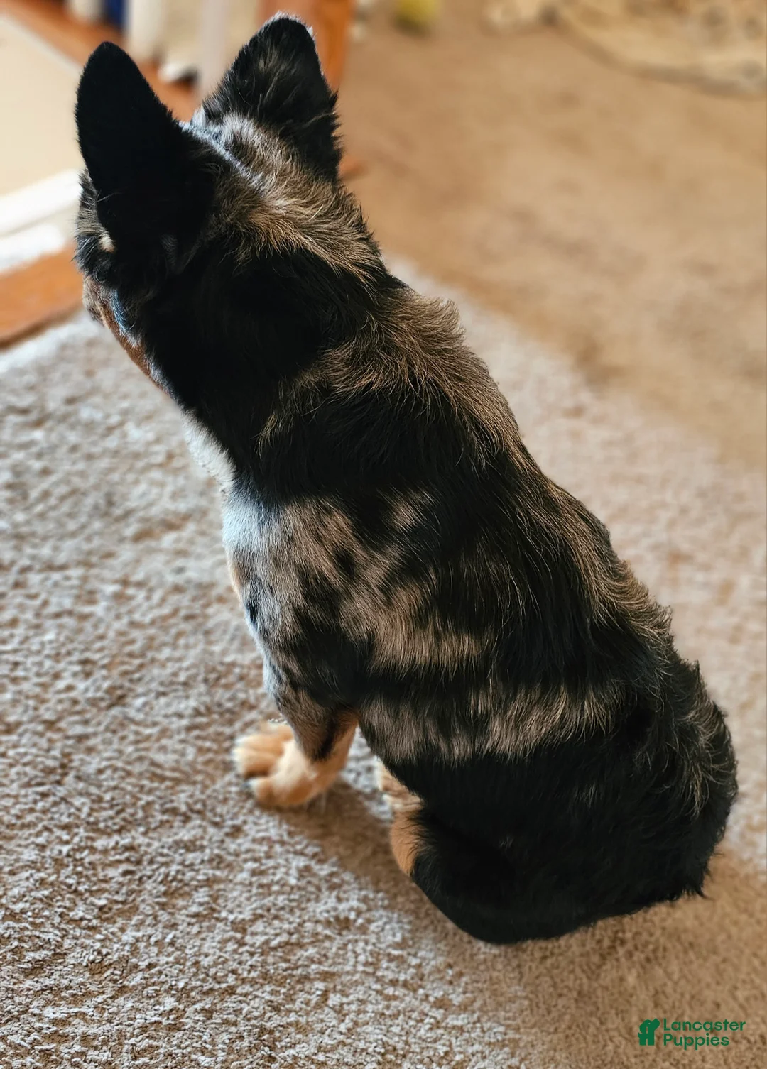 French Bulldog dogs for sale: Ahumado, the bold charmer 🐾 - Ad 2