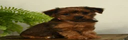 Shorkie dogs for sale: Lilac - Ad 1