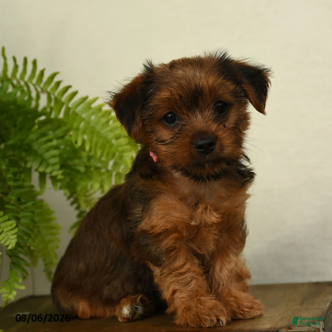 Shorkie dogs for sale: Lilac - Ad 1