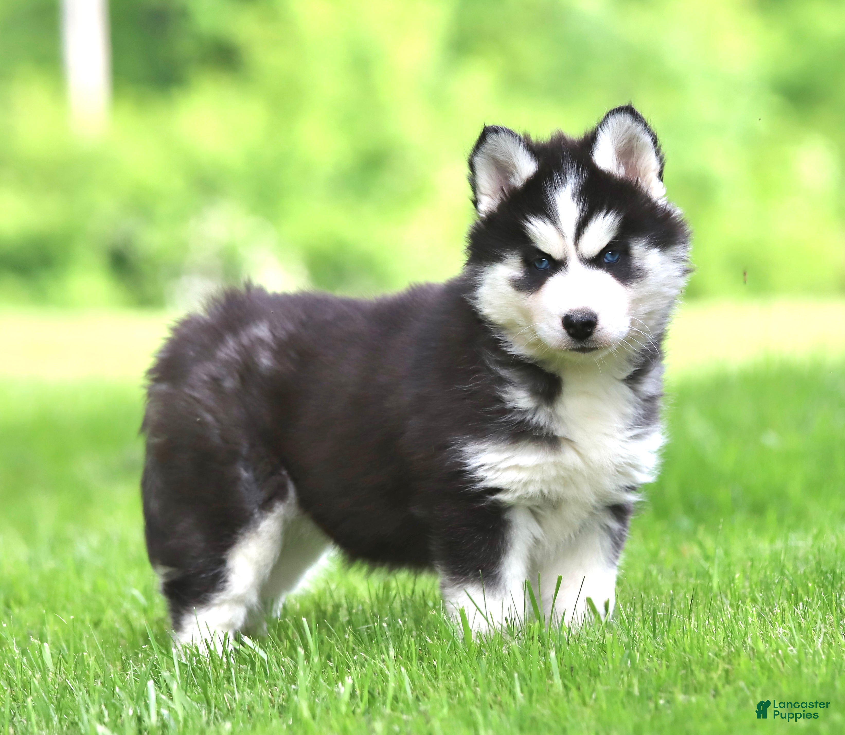 Siberian Husky dogs Bridget - Ad 1