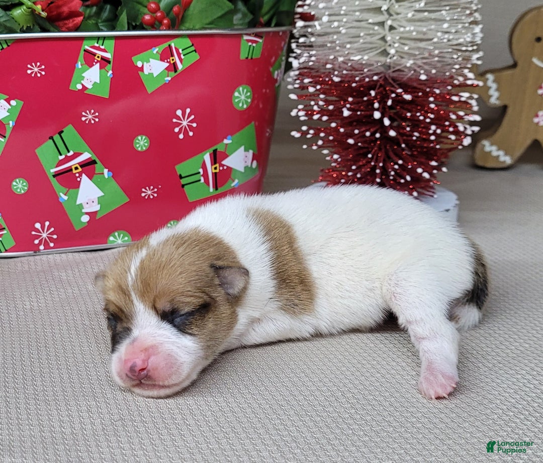 Jack Russell Terrier dogs for sale: Westfork's THORN - Ad 7