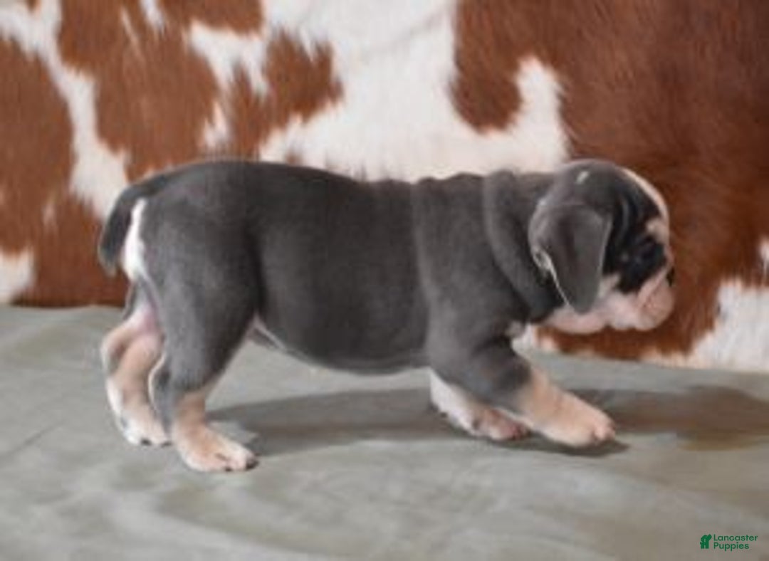 English Bulldog dogs for sale: BESS, BLUE TRI FEMALE - Ad 7