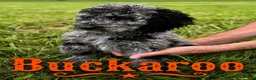 Standard Poodle dogs for sale: Buckaroo - Ad 3