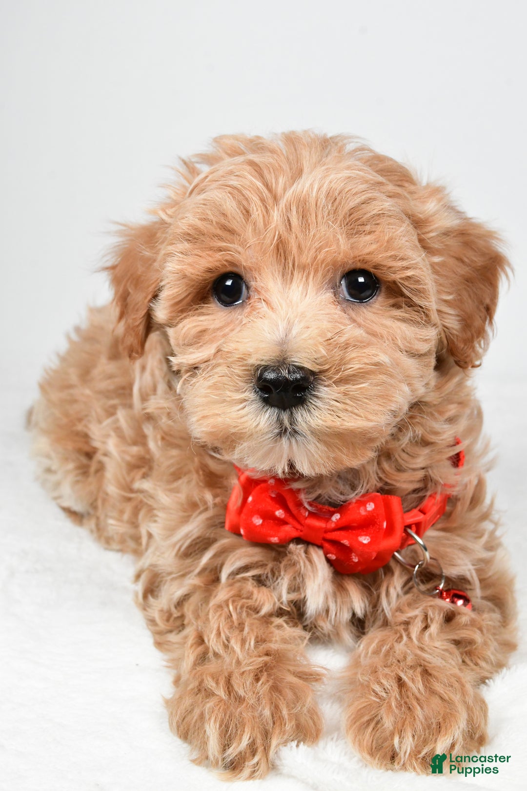 Maltipoo dogs for sale: Sparky - Ad 4