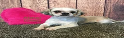 Teddy Bear dogs for sale: Jay  - Ad 8