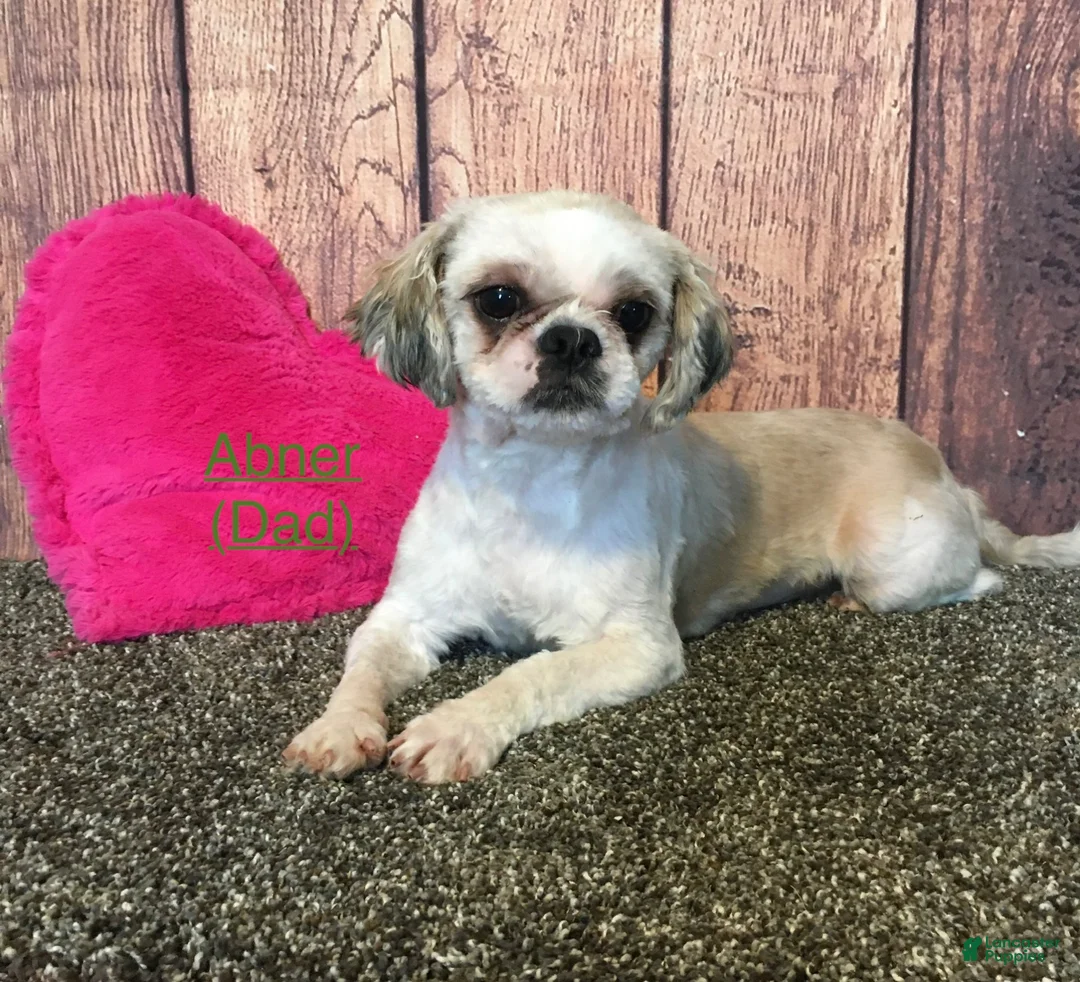 Teddy Bear dogs for sale: Jay  - Ad 8