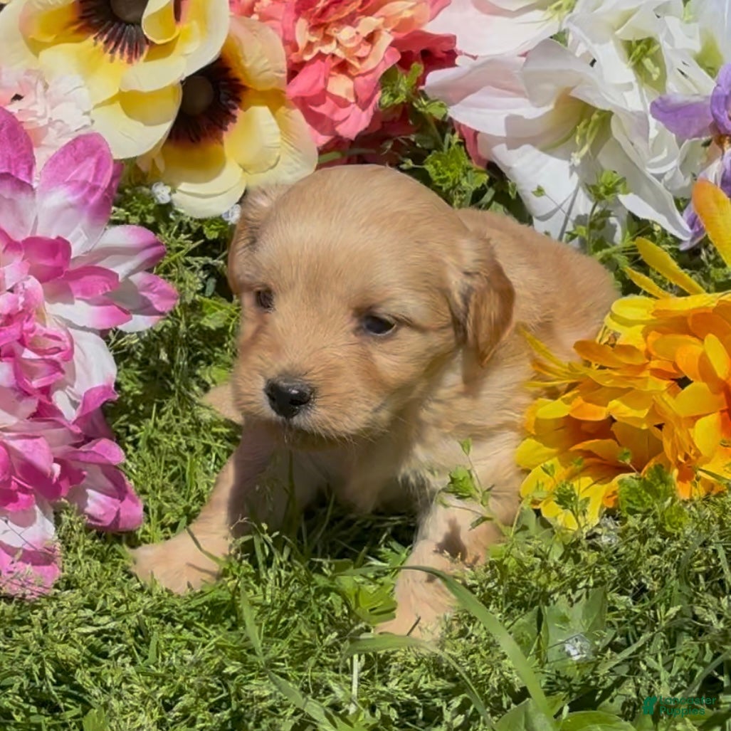 Mini Goldendoodle dogs Lily - Ad 2