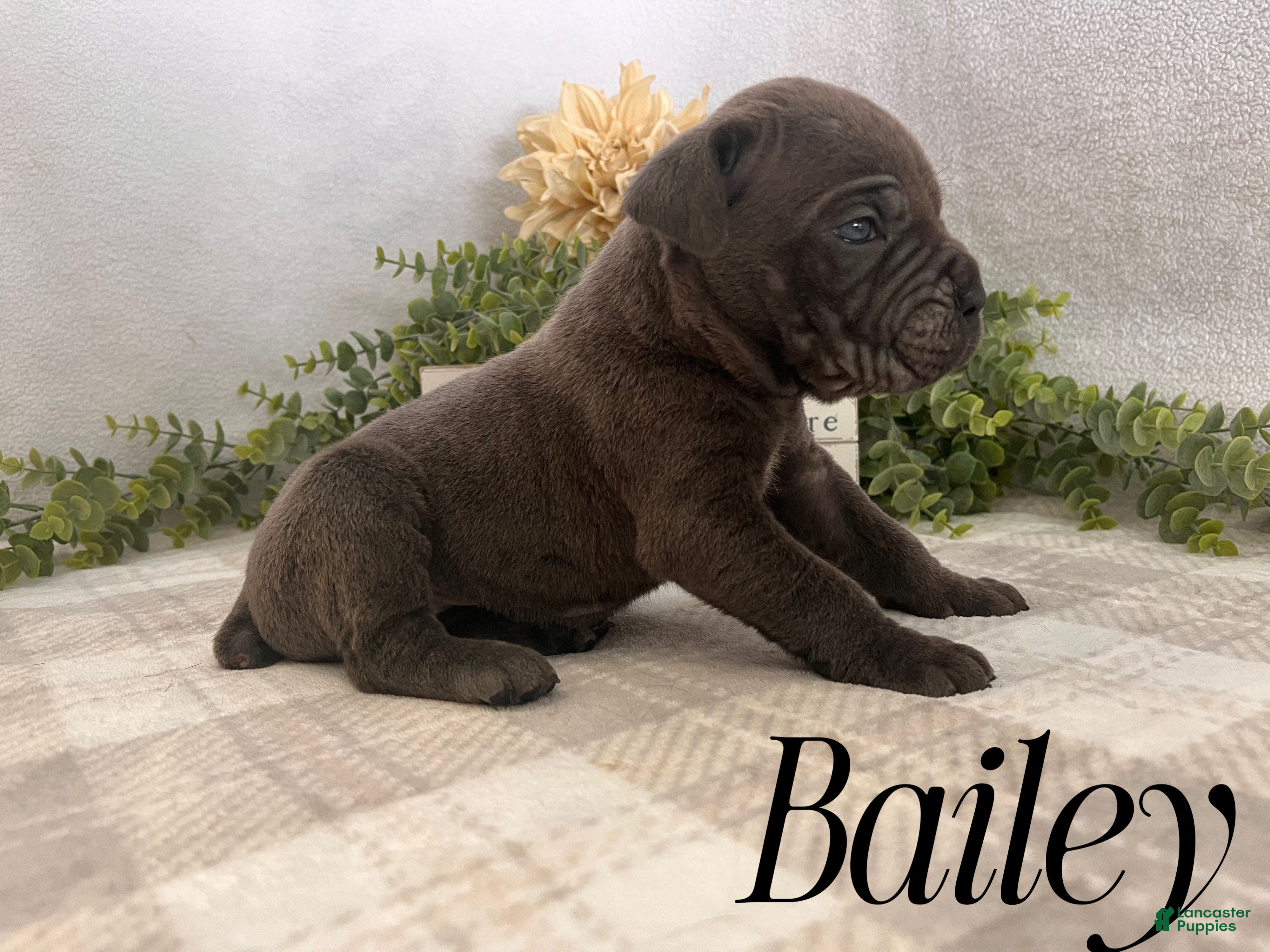Cane Corso dogs Bailey - Ad 25