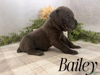Cane Corso dogs Bailey - Ad 25