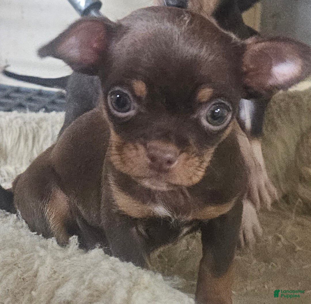 Chihuahua dogs for sale: Trixie - Ad 3