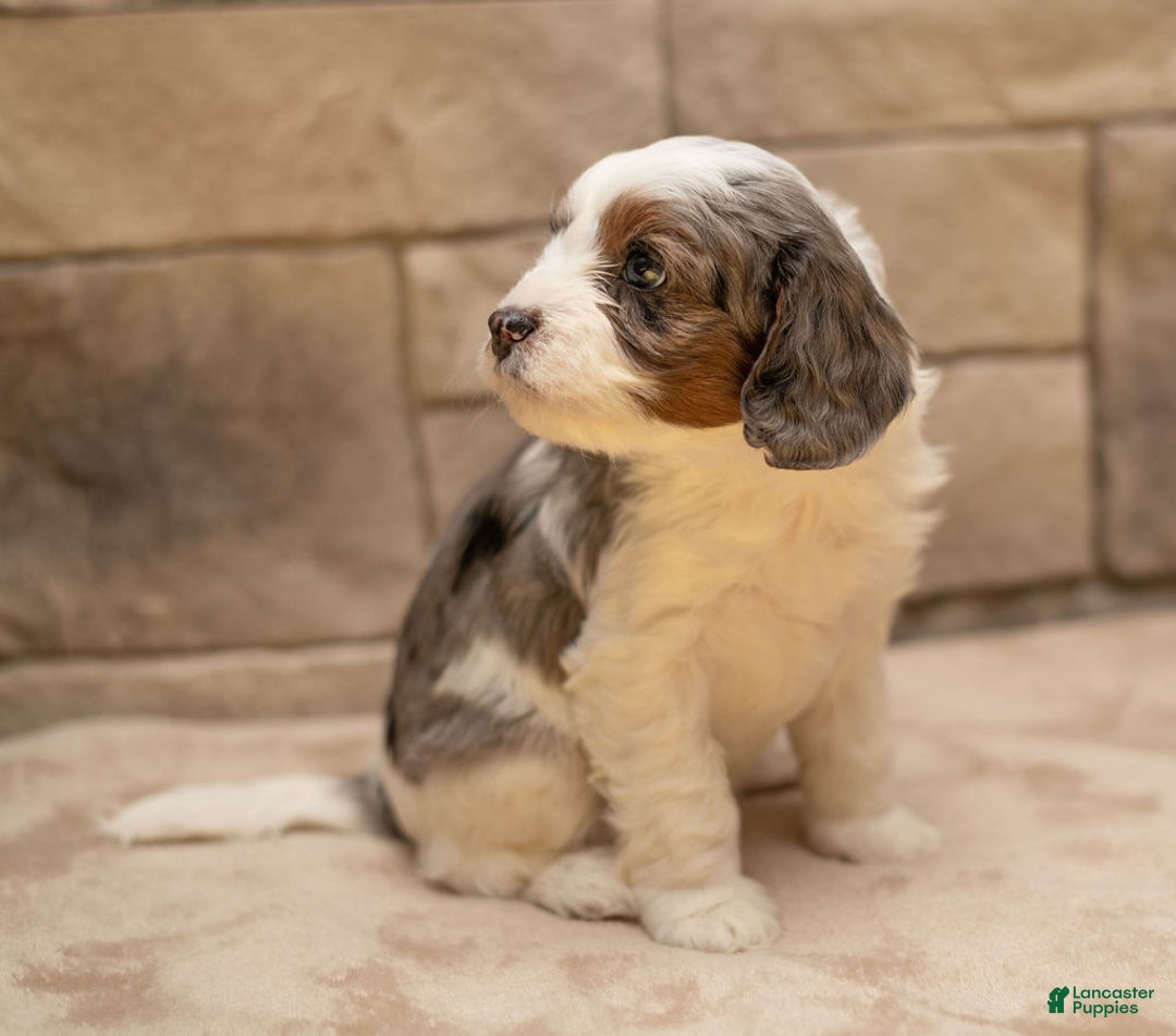 Cavapoo dogs for sale: Honey - Ad 6