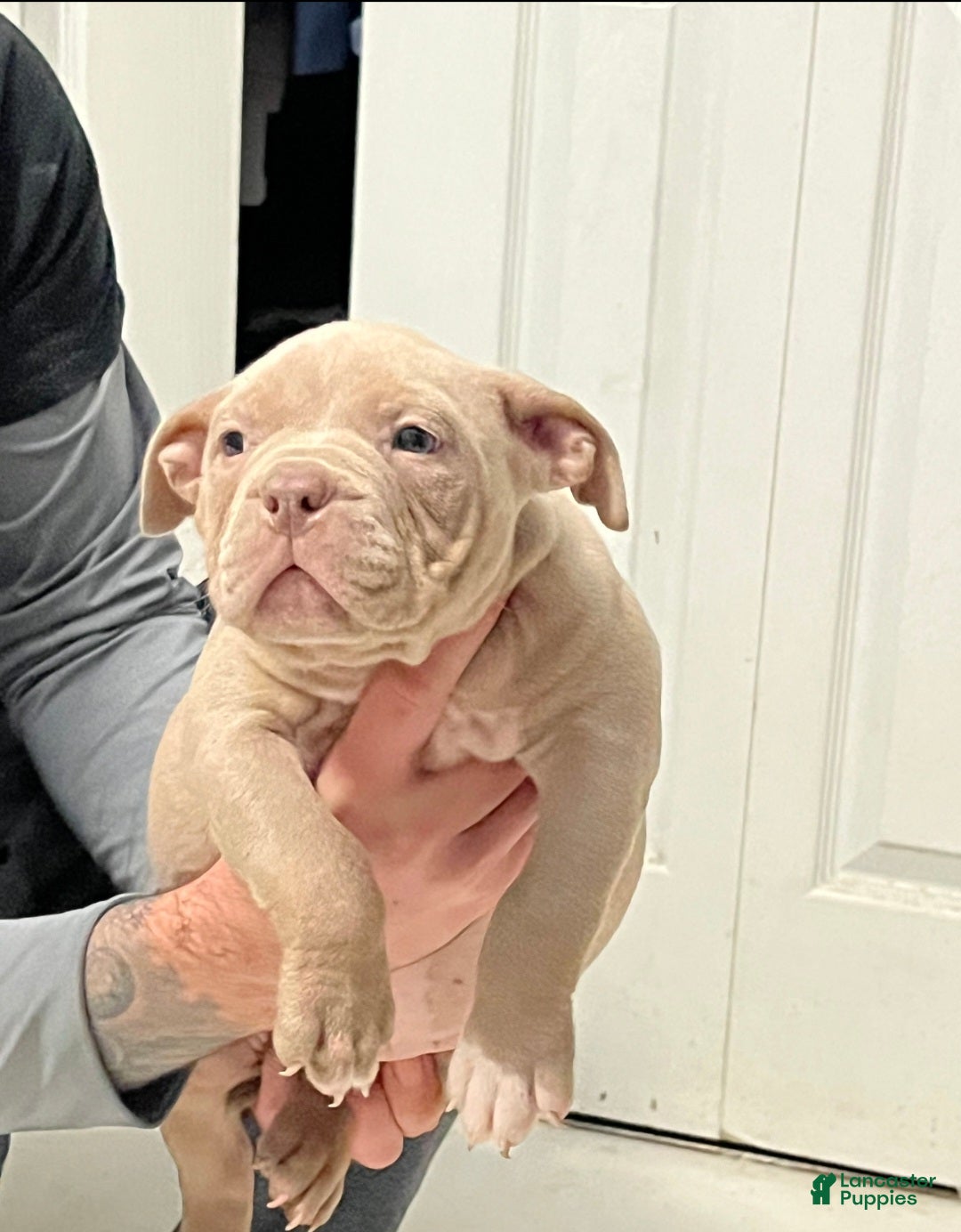 American Bully dogs American Bully Puppy 1 - Ad 14