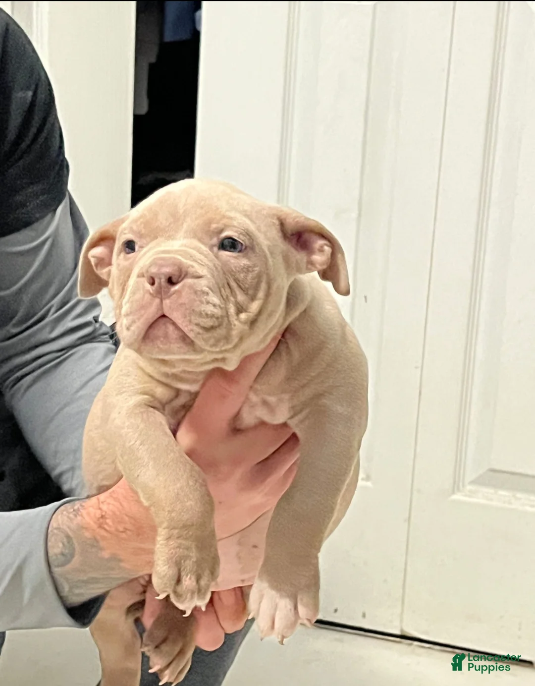 American Bully dogs for sale: American Bully Puppy 1 - Ad 1