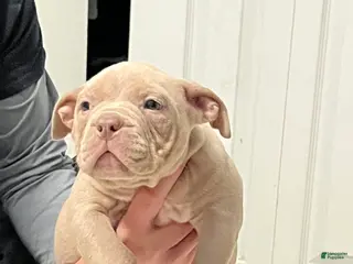 American Bully dogs American Bully Puppy 1 - Ad 14