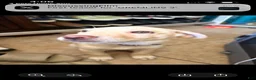Labrador Retriever dogs for sale: Labrador Retriever 1 - Ad 3