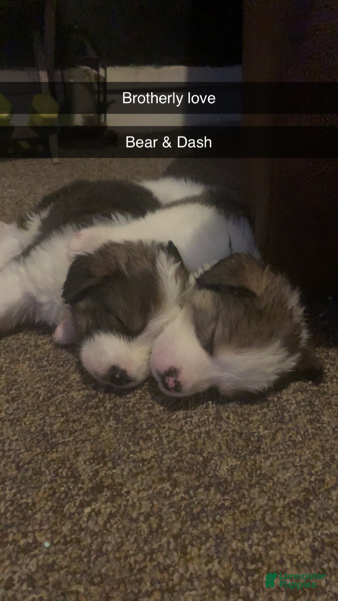 Mixed Breed dogs for sale: Bear - Ad 2